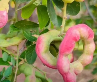 Indian Cork Fig Tree