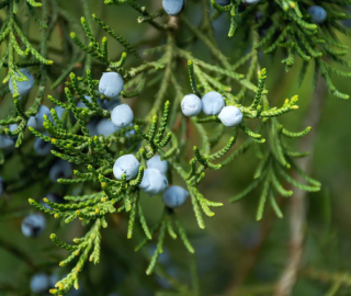 Indian Cork Fig Fruits