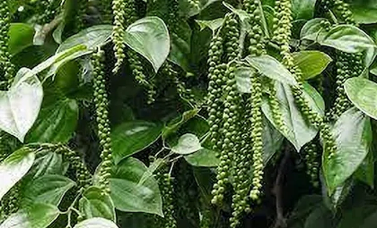 Kali Mirch Tree - King of Spices