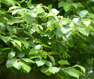 Red Alder Tree - Ecological Benefits