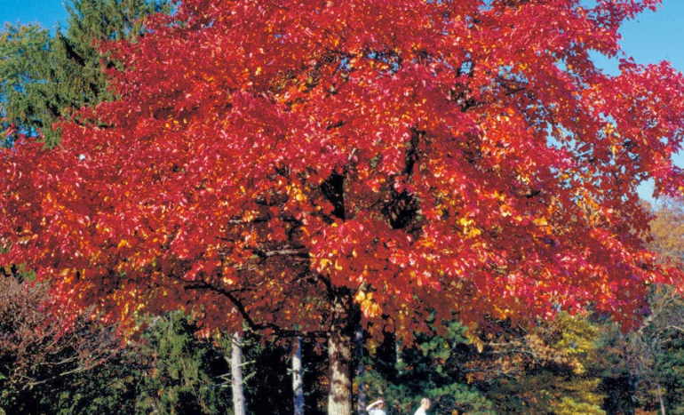 Red Oak Tree - Majestic Beauty