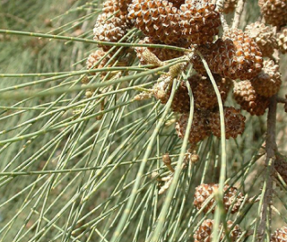 River Sheoak Tree - Soil Stabilization