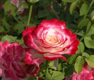 Rose (Rosa) Tree Plantation