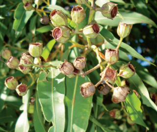 Rough Barked Apple Tree Fruits - Unique Properties