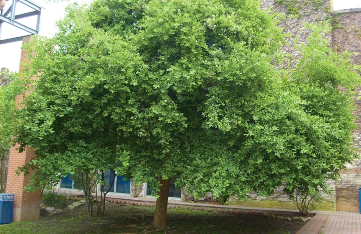 Aadusa Tree - Medicinal Plant
