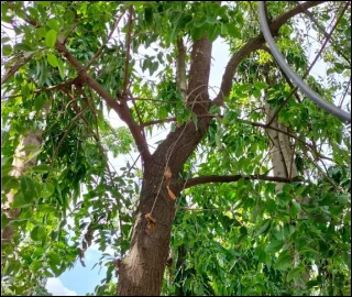 Aadusa Tree Leaves - Medicinal Properties