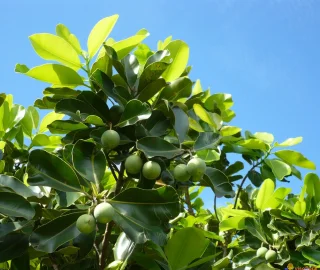 Aadusa Tree Environmental Benefits