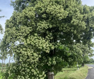 Aadusa Tree Plantation