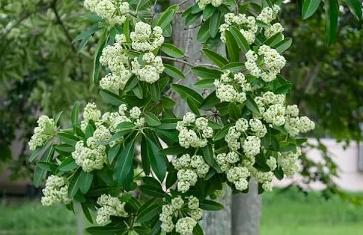 Aadusa Tree - Medicinal Plant