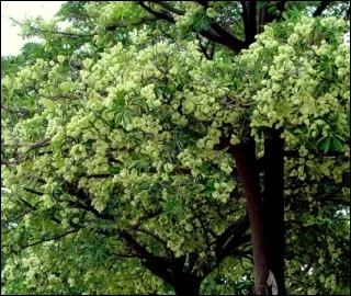 Aadusa Tree Leaves - Medicinal Properties