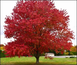 Aadusa Tree Leaves - Medicinal Properties