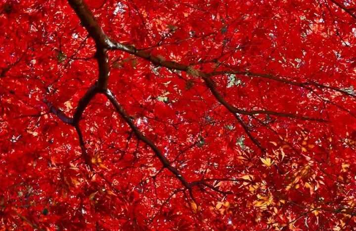 Aadusa Tree - Medicinal Plant