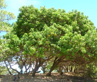 Aadusa Tree Environmental Benefits