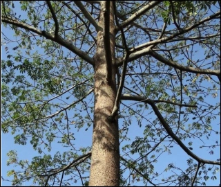 Aadusa Tree Leaves - Medicinal Properties