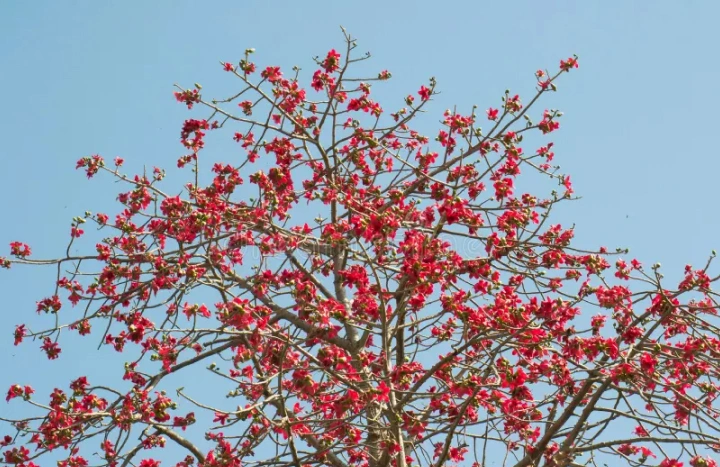 Aadusa Tree - Medicinal Plant