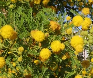 Aadusa Tree Leaves - Medicinal Properties