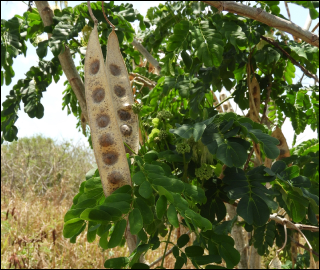 Aadusa Tree Leaves - Medicinal Properties
