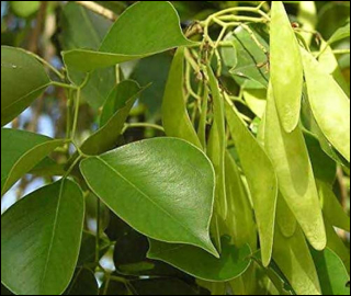 Aadusa Tree Leaves - Medicinal Properties