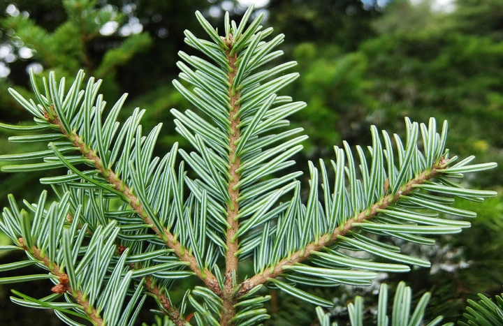 Aadusa Tree - Medicinal Plant