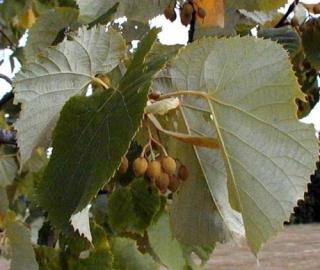Aadusa Tree Leaves - Medicinal Properties