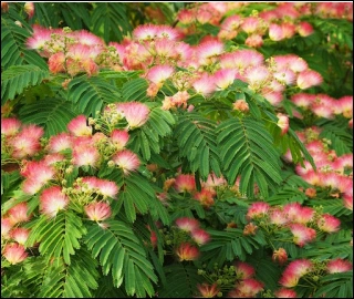 Aadusa Tree Leaves - Medicinal Properties