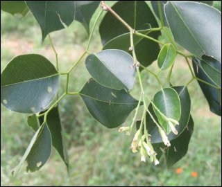 Aadusa Tree Leaves - Medicinal Properties
