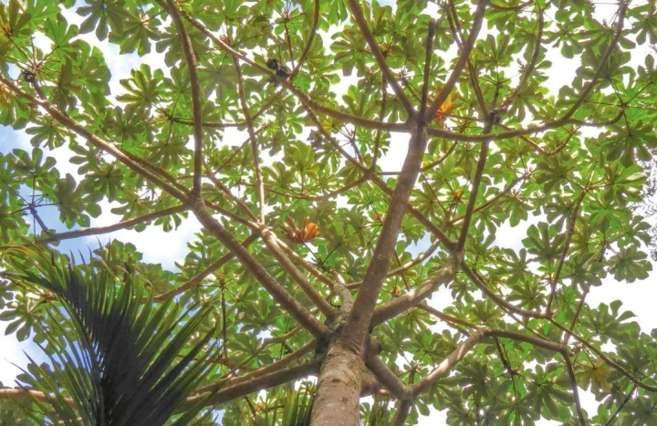 Aadusa Tree - Medicinal Plant