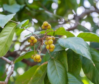 Aadusa Tree Plantation