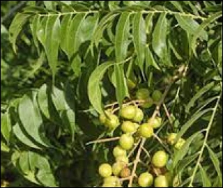 Aadusa Tree in Ayurvedic Medicine