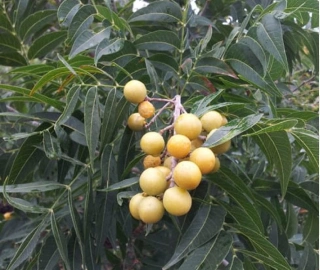 Aadusa Tree Plantation