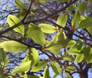 Aadusa Tree Plantation