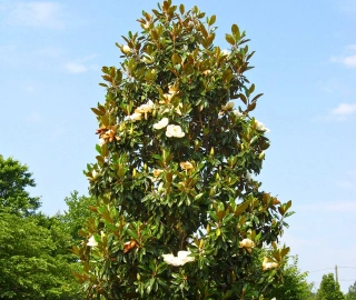 Aadusa Tree Plantation