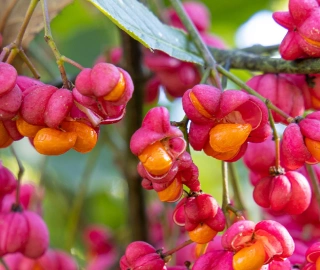 Wine Palm Tree - Majestic Beauty