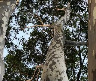 Wine Palm Tree - Majestic Beauty
