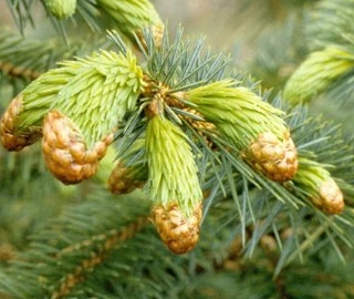 Wine Palm Tree Sap Harvesting