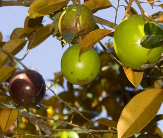 Wine Palm Tree Sap Harvesting