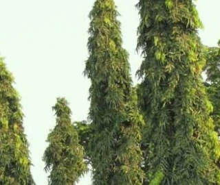 Wine Palm Tree Sap Harvesting