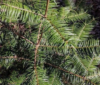 Stinking Cedar Tree - Majestic Beauty
