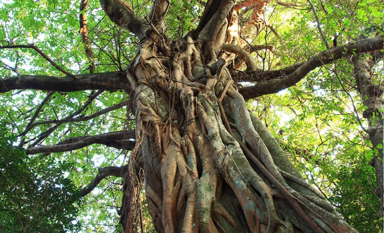Strangler Fig Tree - Fascinating Life Cycle and Unique Ecosystem Role