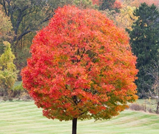 Sugar Maple Tree Sap Harvesting