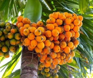 Supari Tree Nut Harvesting