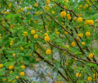 Sweet Acacia Tree - Majestic Beauty