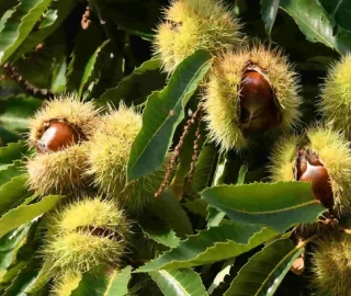 Sweet Chestnut Tree Harvest
