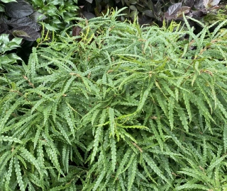 Sweet Fern Tree in Natural Habitat