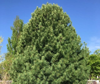 Swiss Pine - Majestic Timber