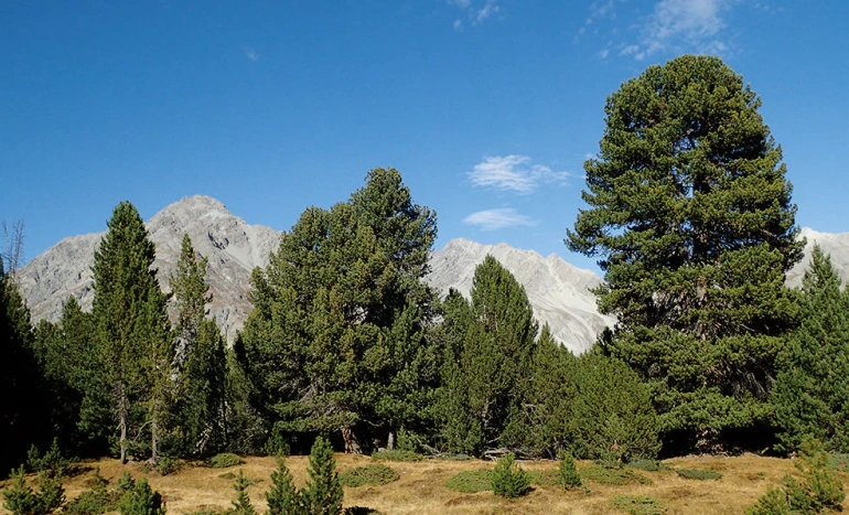 Swiss Pine - Resilient Timber