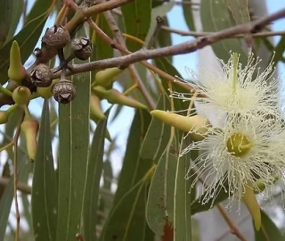 Yellow Box Tree in Australian Landscape