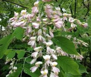 Yellowwood Tree in Landscaping