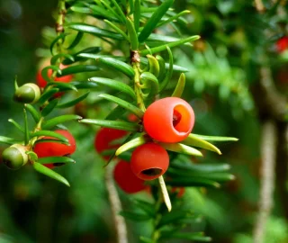 Yew Tree Conservation