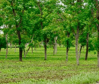 Zanzibar Nutmeg Tree - Spice Production